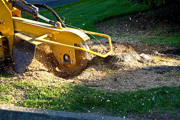 Best Tree Removal Service  in Shannondale, WV