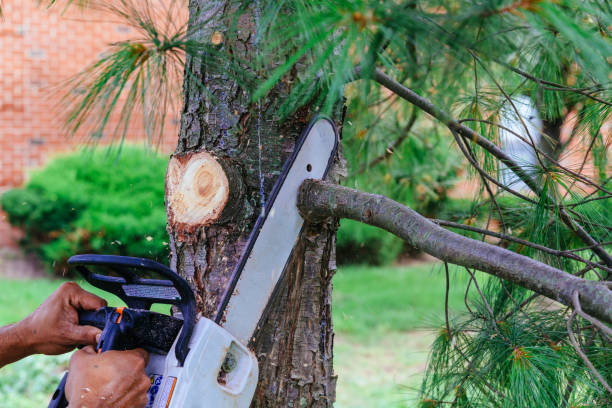 Best Fruit Tree Pruning  in Shannondale, WV